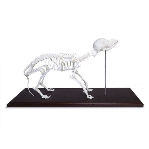 Szkielet psa - prawdziwe kości