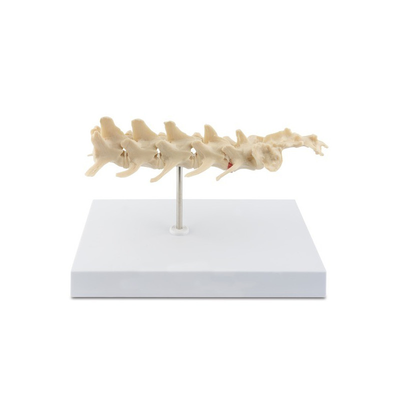 Model kostny kręgosłupa psa