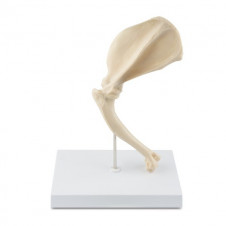 Model kostny - ramię psa