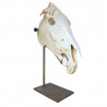 Model kostny Głowa konia