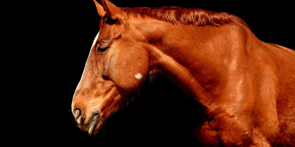 Najczęstsze problemy stomatologiczne u koni 