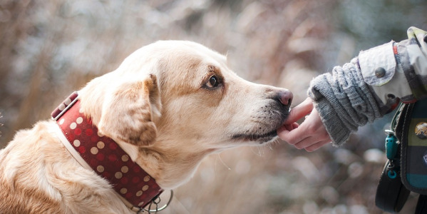 Dogoterapia - psie wsparcie w rehabilitacji